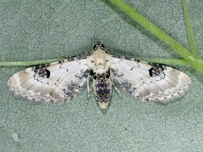 Eupithecia centaureata