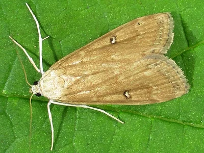 Parapoynx stratiotata