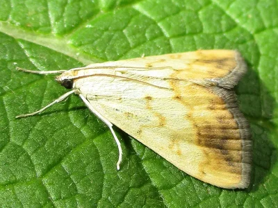 Evergestis extimalis