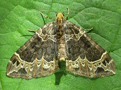 Ecliptopera silaceata