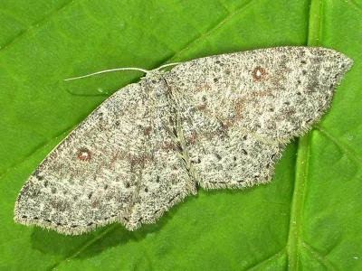Cyclophora pendularia
