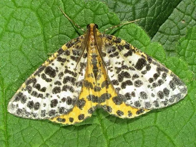 Arichanna melanaria