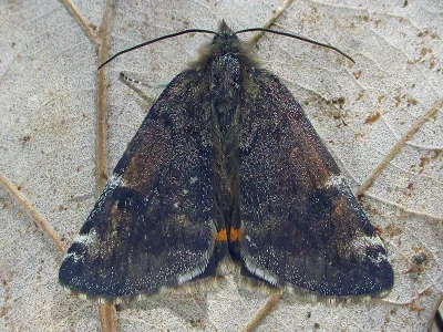 Archiearis parthenias