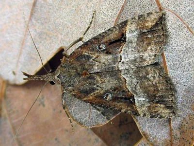 Hypena (H.) rostralis