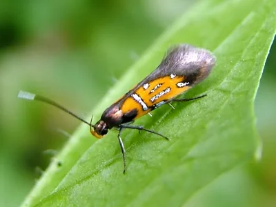 Schiffermuelleria (S.) schaefferella