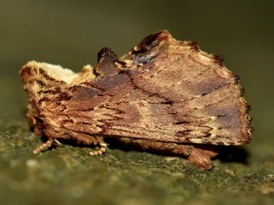 Ptilodon (P.) capucina