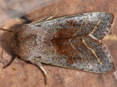 Orthosia (Cororthosia) opima