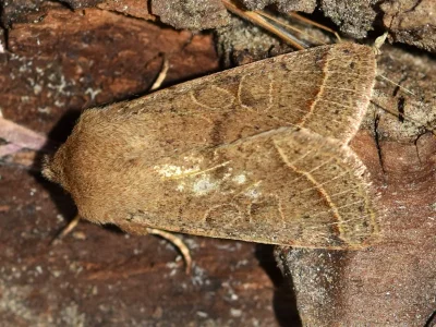 Orthosia (Monima) cerasi