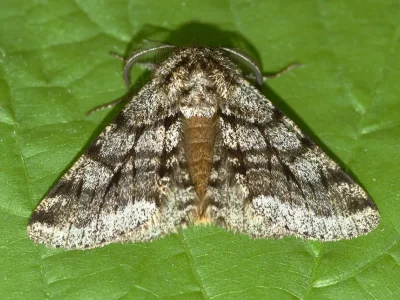 Lycia hirtaria