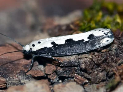Ethmia bipunctella