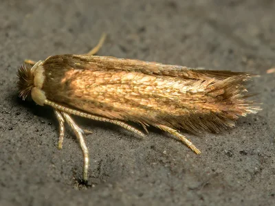 Stigmella tiliae