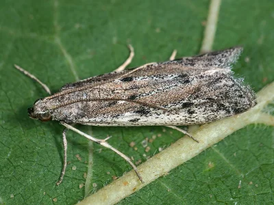 Phycitodes albatella