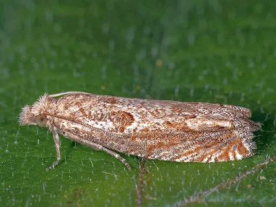 Pelochrista modicana