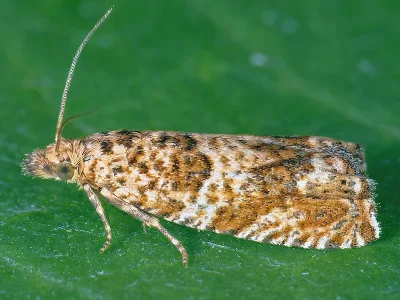 Pelochrista hepatariana