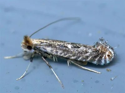 Parornix torquillella