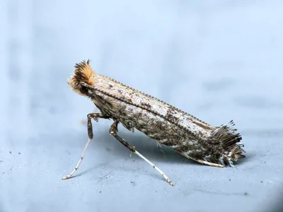 Parornix tenella