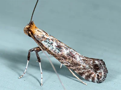 Parornix finitimella