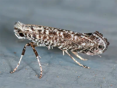 Parornix anguliferella