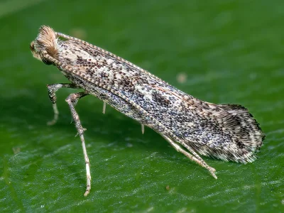 Parornix anglicella