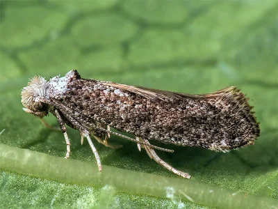 Paraswammerdamia nebulella