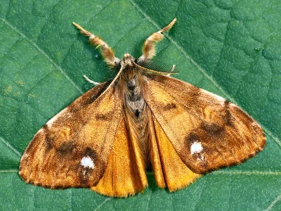 Orgyia (O.) antiqua