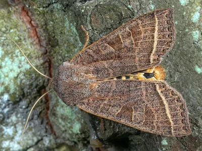 Orbona fragariae