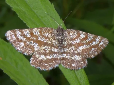 Hypomecis atomaria