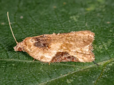 Acleris lacordairana