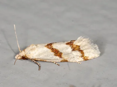 Aethes beatricella