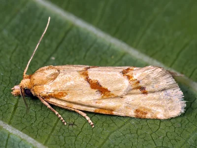 Aethes nefandana