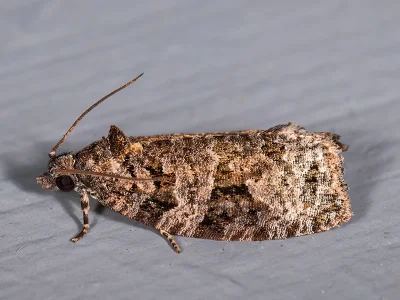 Apotomis semifasciana