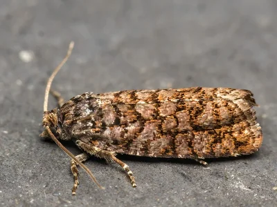 Barbara herrichiana