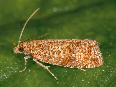 Celypha capreolana