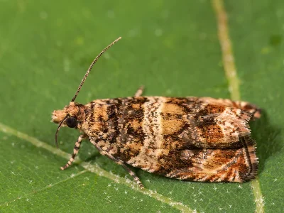 Celypha flavipalpana