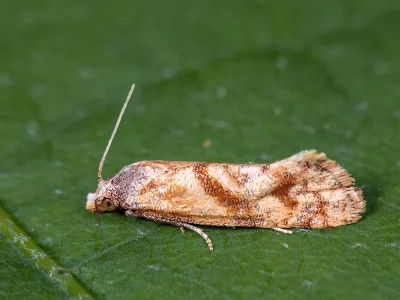 Cochylidia moguntiana