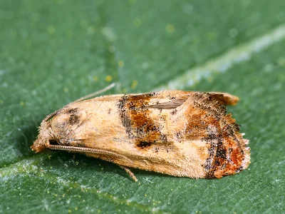 Cochylidia subroseana