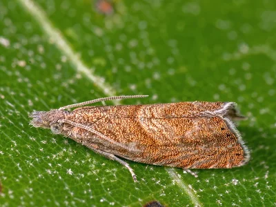Dichrorampha acuminatana