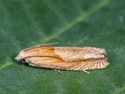 Eucosma balatonana