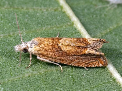 Eucosma conterminana