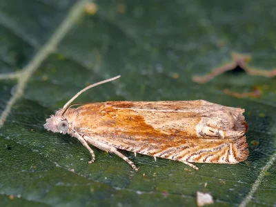 Eucosma fulvana