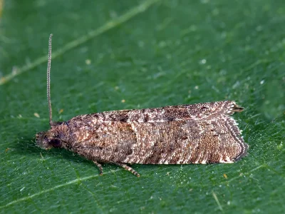 Rhopobota stagnana
