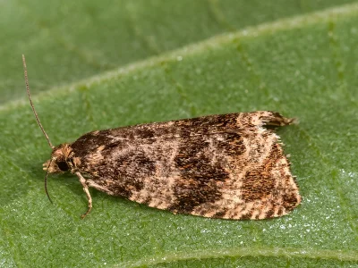 Neosphaleroptera nubilana