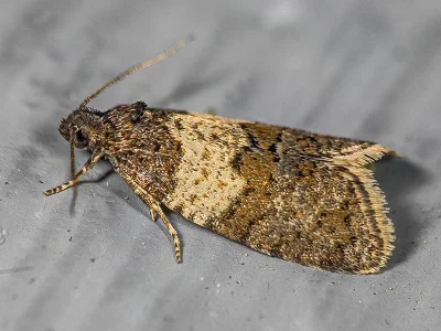 Isotrias hybridana