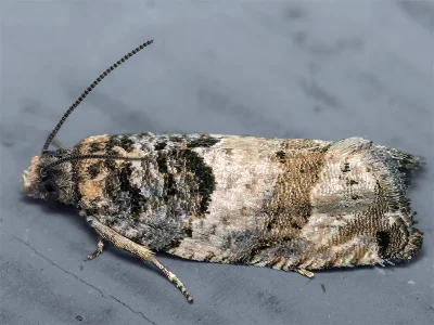 Gypsonoma obraztsovi