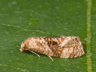 Gynnidomorpha vectisana
