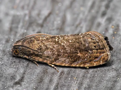 Grapholita (Aspila) molesta