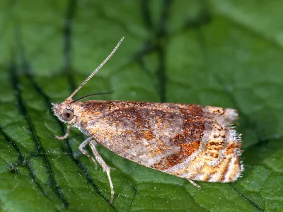 Eucosmomorpha albersana