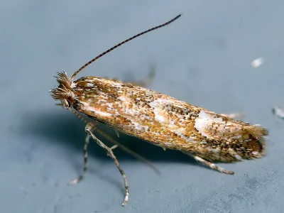 Phyllonorycter acaciella
