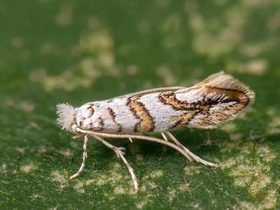 Phyllonorycter acerifoliella