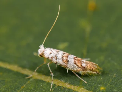 Phyllonorycter fiumella